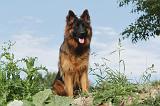 BERGER ALLEMAND 009
